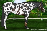 Horse Color:Brown Appaloosa