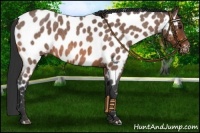Horse Color:Brown Roan Near Leopard 