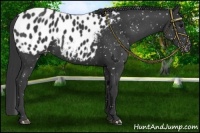 Horse Color:Black Appaloosa 
