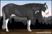 Horse Color:Black Sabino Splash