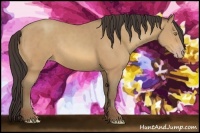 Horse Color:Amber Champagne Rabicano 