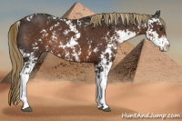 Horse Color:Liver Chestnut Sabino Rabicano 