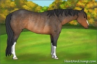 Horse Color:Brown Rabicano