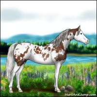 Horse Color:White Spotted Silver Brown Splash Appaloosa 