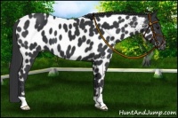 Horse Color:Black Near Leopard 