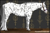Horse Color:Black Splash Appaloosa 