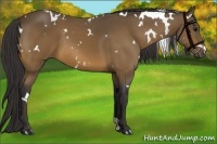 Horse Color:White Spotted Buckskin 