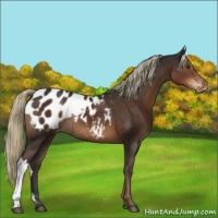 Horse Color:Liver Chestnut Appaloosa 