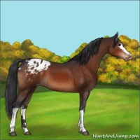 Horse Color:White Spotted Brown Appaloosa 
