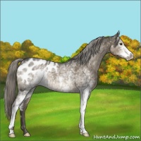 Horse Color:White Spotted Chocolate Palomino Appaloosa 