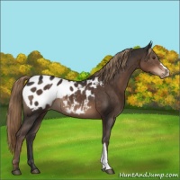 Horse Color:Liver Chestnut Appaloosa 