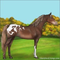 Horse Color:Liver Chestnut Appaloosa
