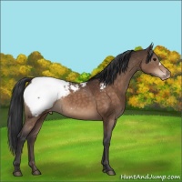 Horse Color:Brown Mushroom Appaloosa 