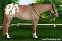 Horse Color:Chestnut Snowflake Varnish 