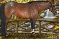 Horse Color:Bay Snowflake Varnish 