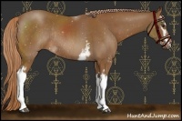 Horse Color:White Spotted Chestnut Rabicano 