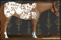 Horse Color:Chestnut Blanket 