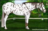 Horse Color:Liver Chestnut Splash Appaloosa 