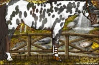 Horse Color:Liver Chestnut Appaloosa 