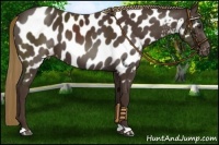 Horse Color:Liver Chestnut Appaloosa