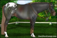 Horse Color:Liver Chestnut Appaloosa 
