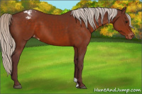 Horse Color:Chocolate Silver Brown Appaloosa 