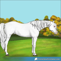 Horse Color:Chocolate Silver Brown Chinchilla Appaloosa 