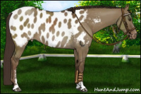 Horse Color:Liver Red Dun Sabino Appaloosa 