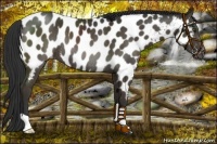Horse Color:Liver Chestnut Appaloosa Rabicano 