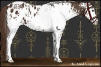 Horse Color:White Spotted Liver Chestnut Appaloosa