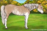Horse Color:Silver Bay Dun Sabino Rabicano 