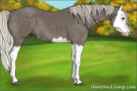 Horse Color:Silver Black Splash