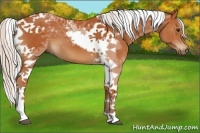 Horse Color:Silver Bay Tobiano 