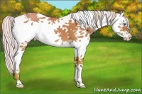 Horse Color:Silver Classic Champagne Splash Tobiano 