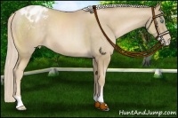 Horse Color:Chocolate Palomino Pearl Appaloosa 