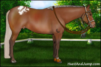 Horse Color:Silver Bay Appaloosa 