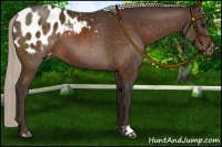 Horse Color:Silver Brown Appaloosa