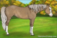 Horse Color:Silver Grullo Splash 