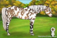 Horse Color:Silver Buckskin Dun Appaloosa 
