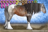 Horse Color:Buckskin Varnish 