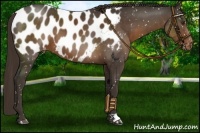 Horse Color:Liver Chestnut Appaloosa 