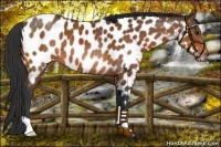 Horse Color:Bay Appaloosa