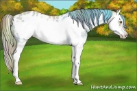 Horse Color:Nacre Classic Cream Champagne Ice Roan Splash Frame Blanket Rabicano 