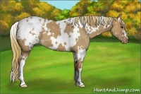 Horse Color:White Spotted Red Dun Appaloosa 