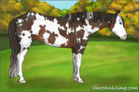 Horse Color:White Spotted Liver Chestnut Sabino Splash 