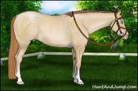 Horse Color:Buckskin Pearl 