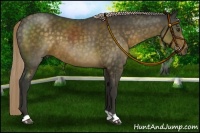 Horse Color:Chocolate Palomino 