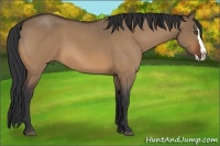 Horse Color:Bay Roan Dun Splash