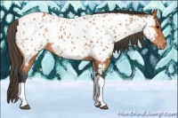 Horse Color:Bay Tobiano Near Leopard 