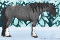 Horse Color:Blue Roan Tobiano